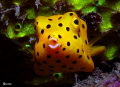   juvenile Yellow Box fish.. fish  